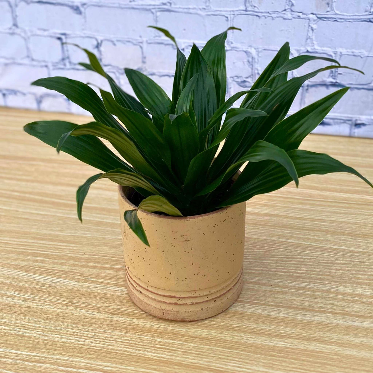 Dracaena Janet Craig plant on wooden table with white brick background
