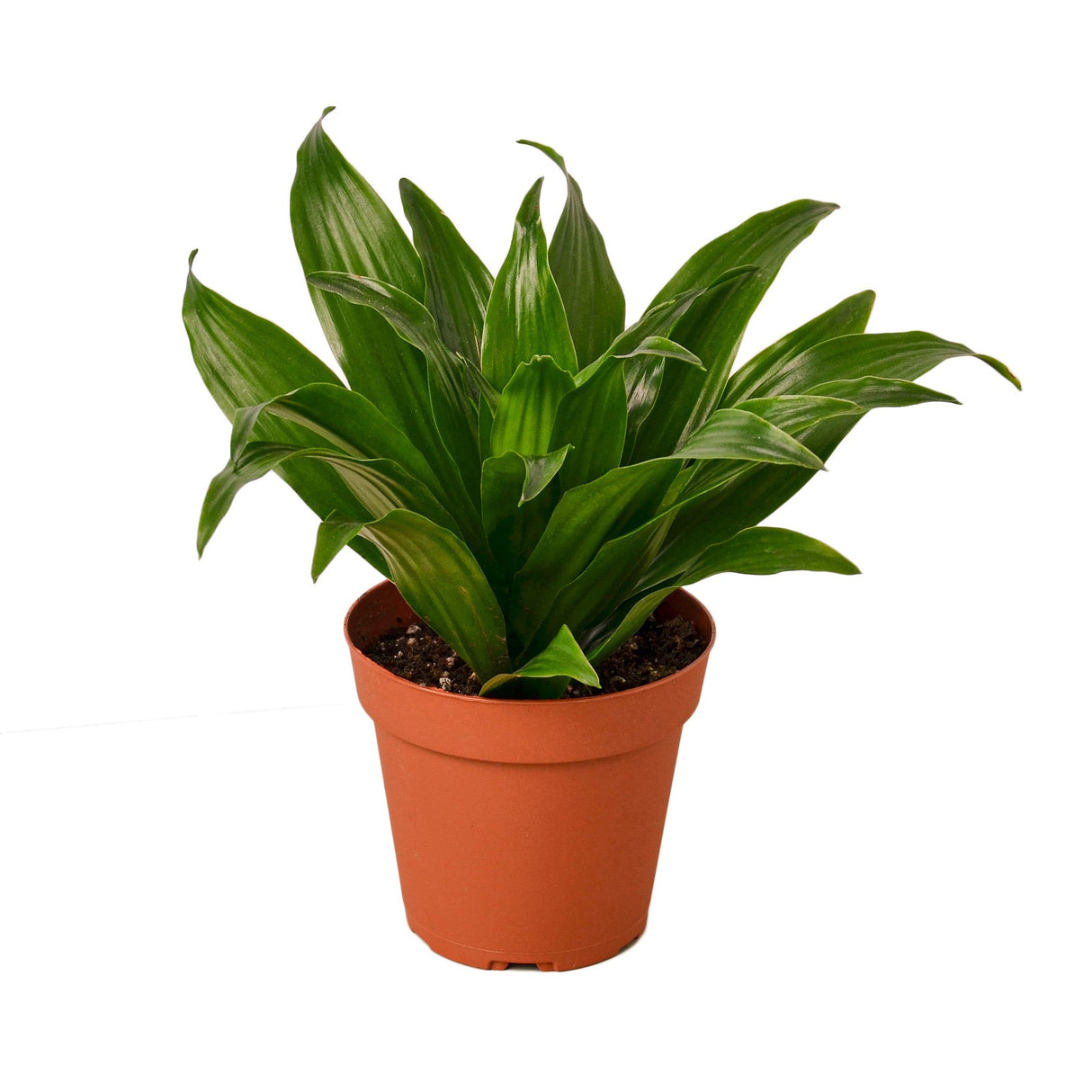 Dracaena Janet Craig houseplant on white background in nursery pot