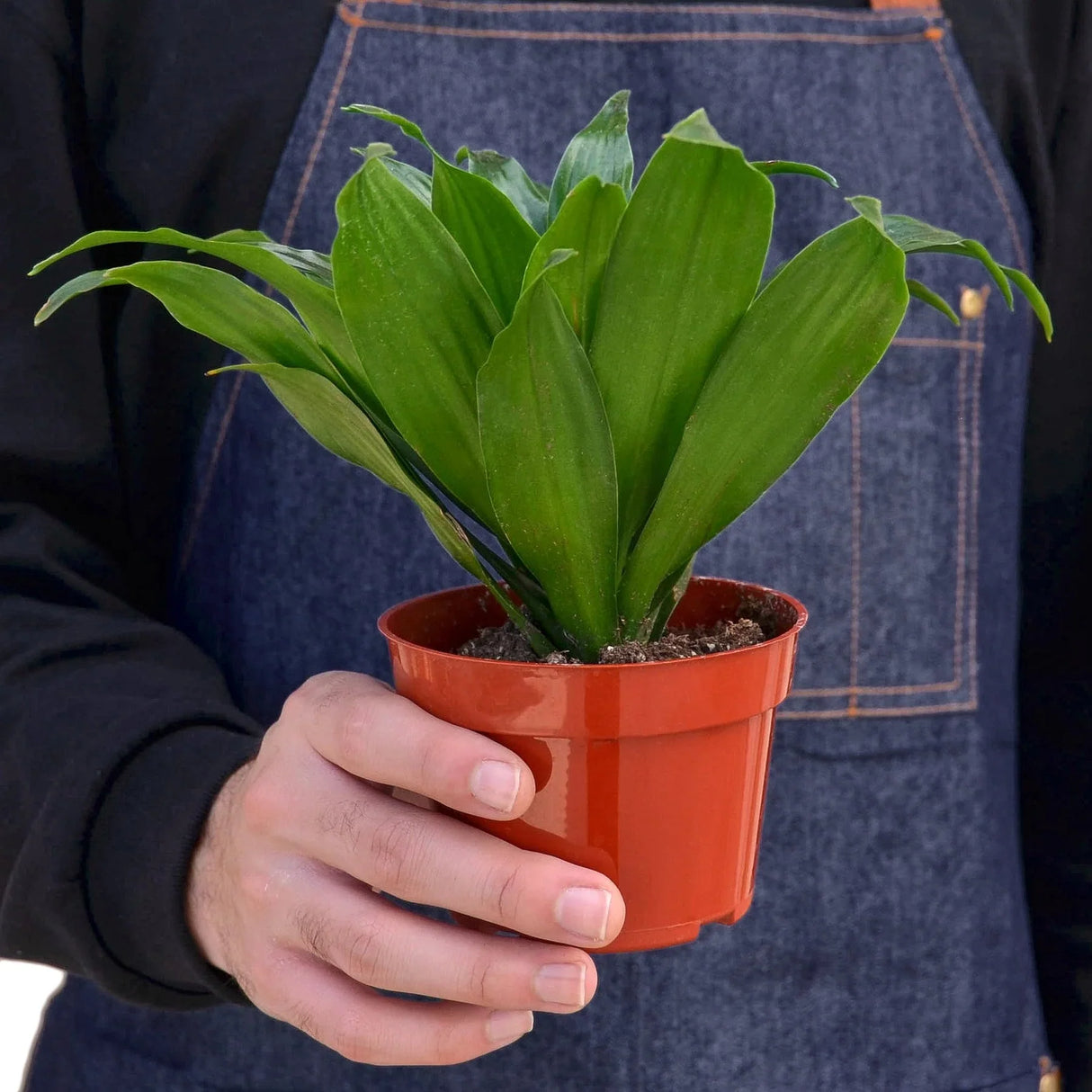 Dracaena Janet Craig houseplant in nursery pot being held by person in black shirt and denim apron