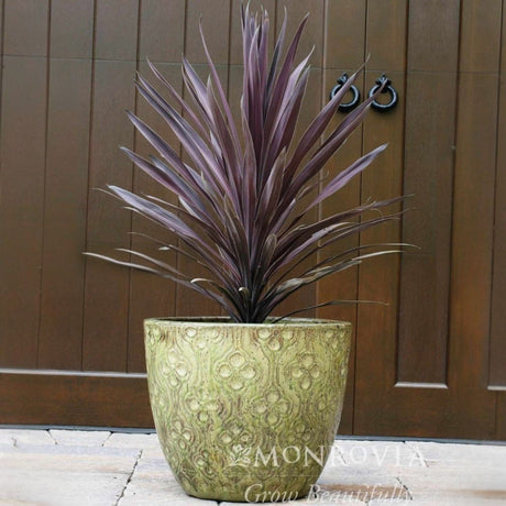 Potted Bauer's Cordyline Palm with deep red and  burgandy foliage in a decorative planter on stone porch near a wooden door.