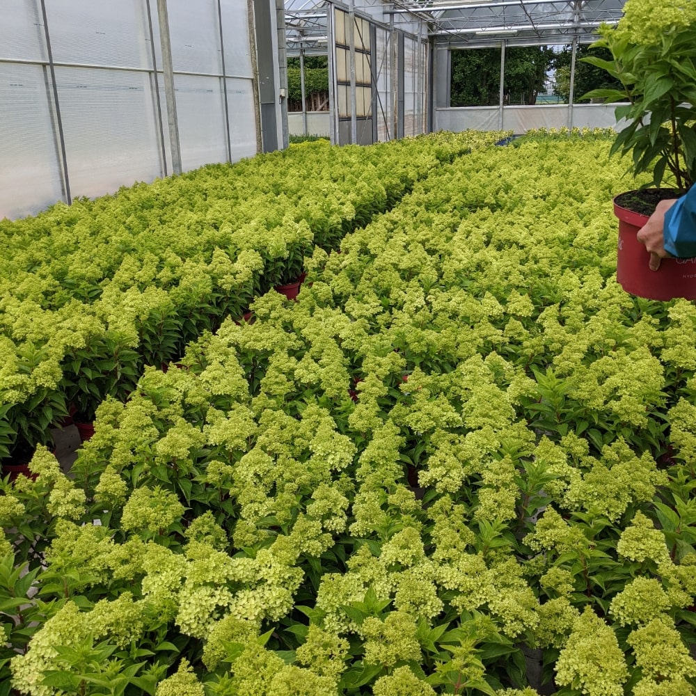 Hydrangea paniculata ‘Dragon Baby’ plants growing in a greenhouse in rows.