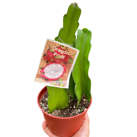 A dragon fruit cactus plant in a small brown pot with a tag featuring an image of a ripe dragon fruit, placed against a plain white background.