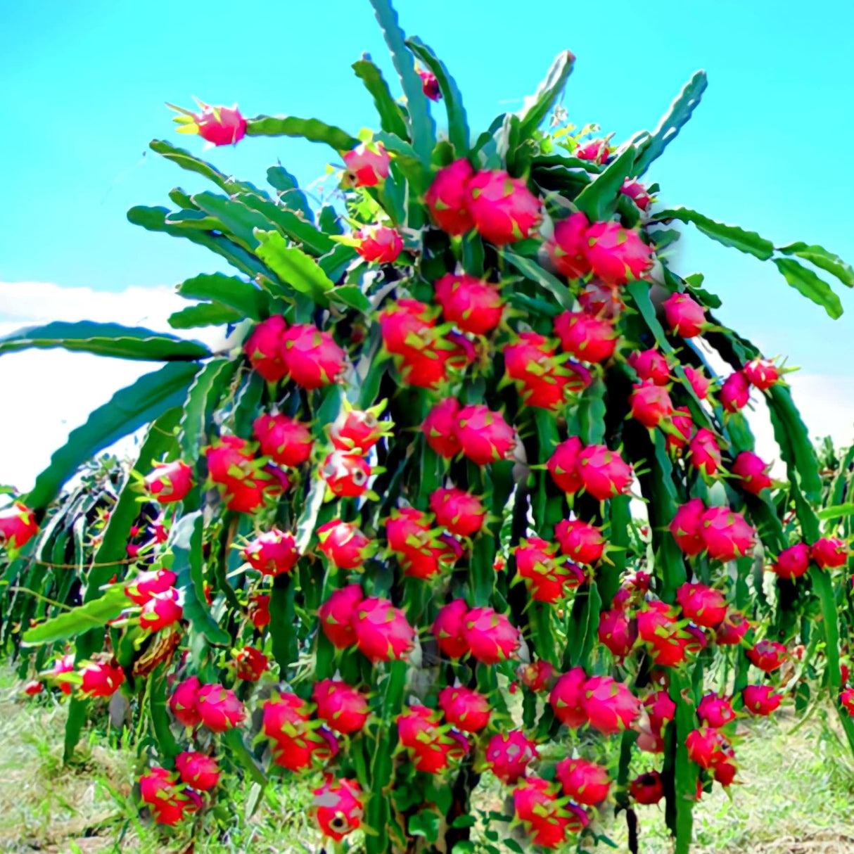 Dragon fruit cactus ful of fruit