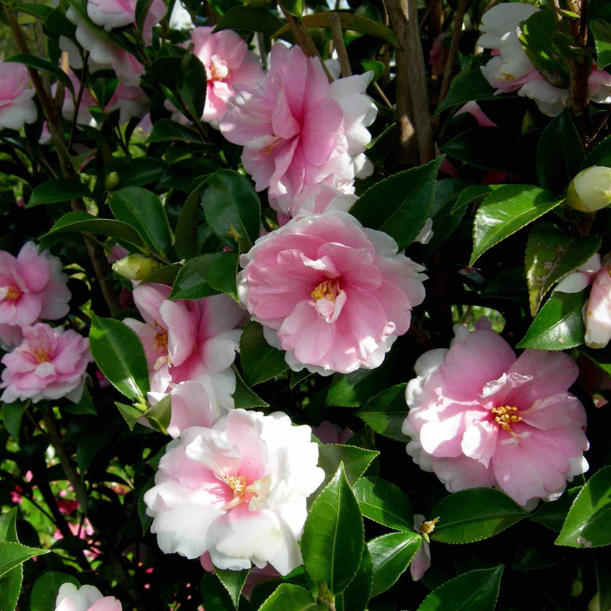 Close-up of Dream Weaver Camellia with pink and white ruffled blooms and glossy green leaves.