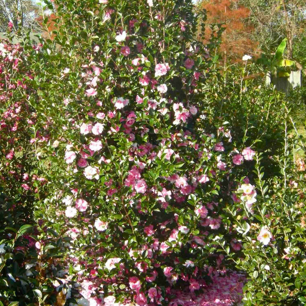 Tall Dream Weaver Camellia shrub with dense green foliage and pink and white flowers in a garden setting.