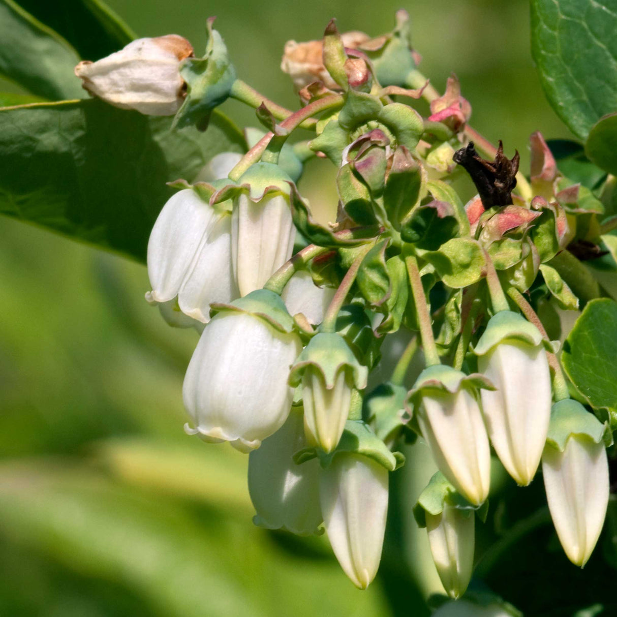 Close-up of a Duke blueberry bush in bloom, showing clusters of delicate white bell-shaped flowers with hints of green around the edges. The blossoms are grouped tightly together, signaling the early stages of fruit development. The soft lighting and lush green background highlight the intricate details of the flowers, showcasing the beauty of this productive blueberry variety in its flowering phase.