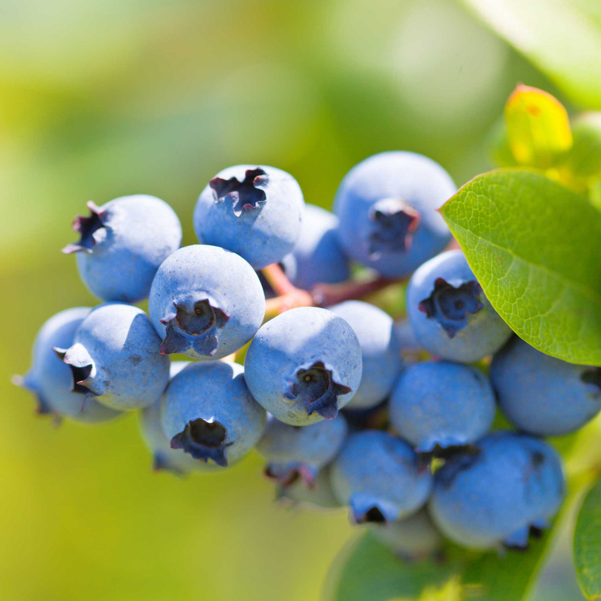Close-up of ripe Duke blueberries on the bush, showcasing a cluster of plump, deep blue berries with a slightly frosted surface. The berries stand out against the soft green background and a few bright green leaves, highlighting their rich color and fresh appearance. Sunlight enhances the blueberries' natural texture and vibrancy, capturing the ripeness and abundance of this productive variety.