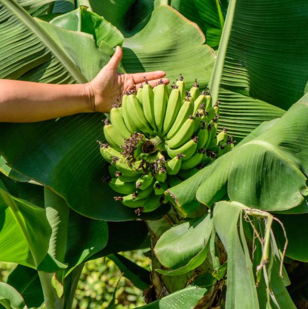A cluster of unripe green bananas growing on a Dwarf Cavendish banana plant, with large, broad leaves surrounding the fruit. A hand reaches toward the compact bunch, illustrating the size and accessibility of the bananas. The plant’s vibrant green foliage adds a tropical feel, highlighting the healthy, developing bananas in a natural outdoor setting.