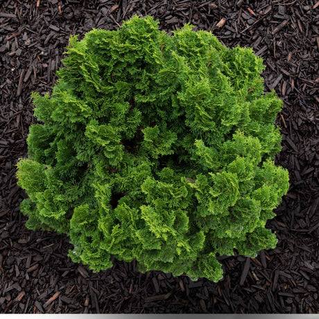 Top-down view of the compact, bright green cypress on dark mulch.