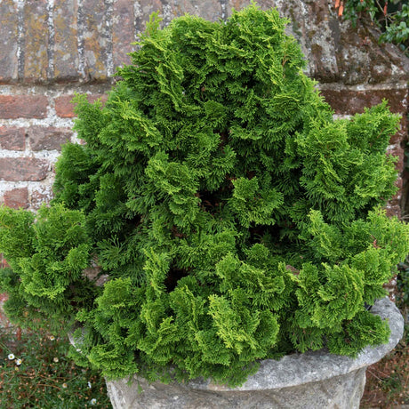 Dwarf Hinoki Cypress in a stone planter with dense, curled green foliage.