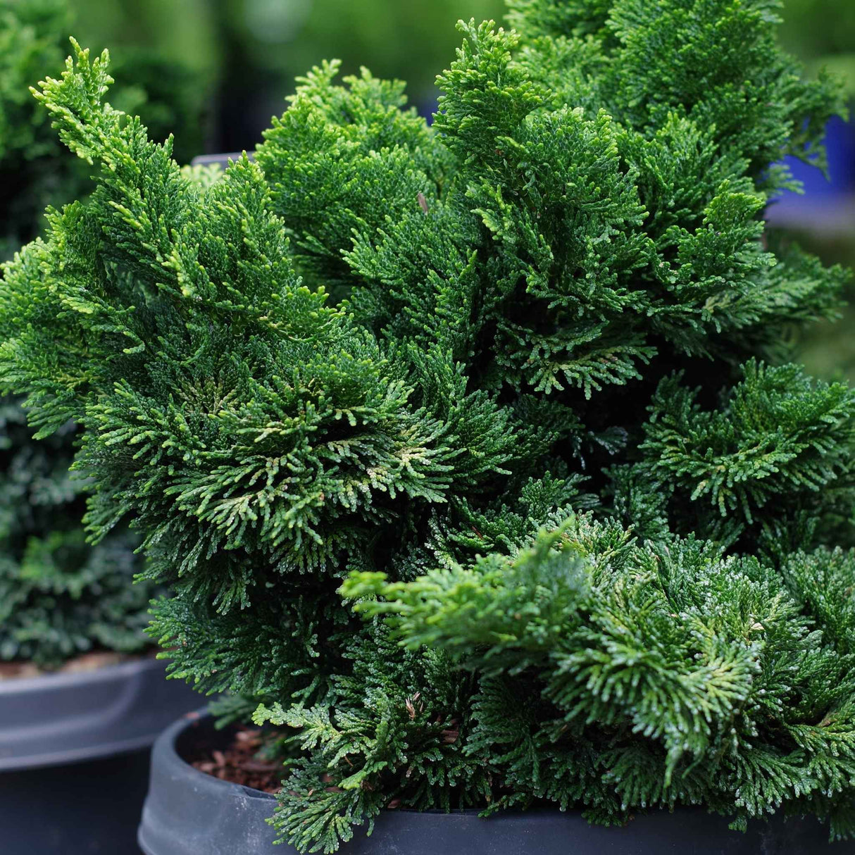 Side view of multiple potted Dwarf Hinoki Cypress plants with textured foliage.