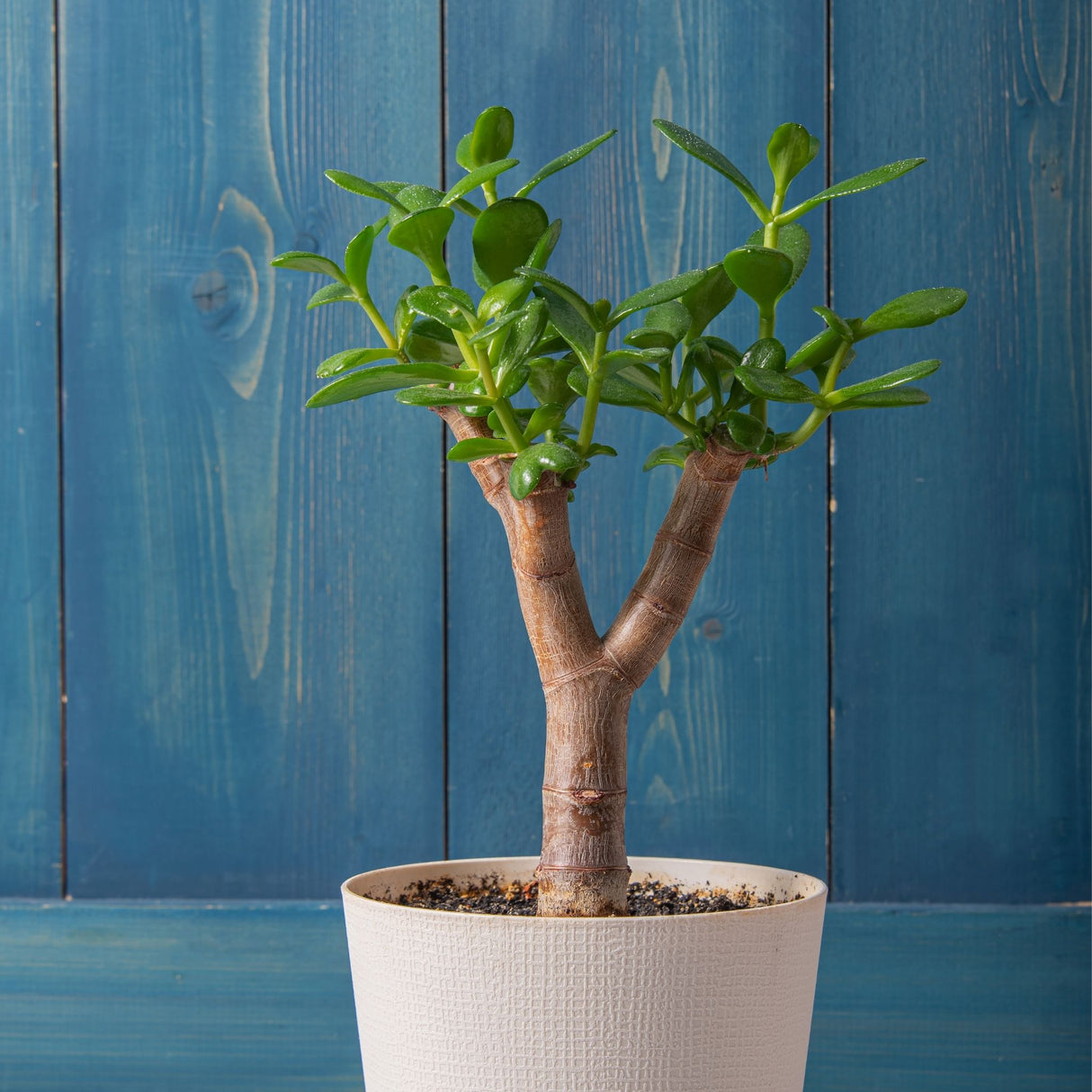 Beginning of a Dwarf Jade Bonsai in a textured cream planter against a blue wooden background.