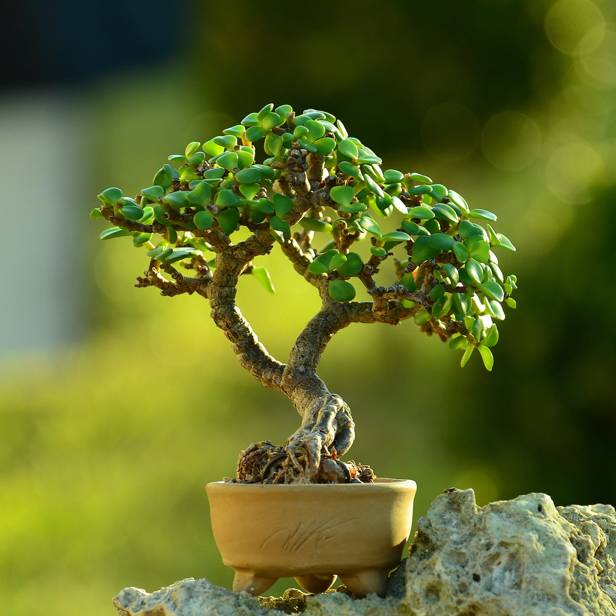 A Dwarf Jade Bonsai tree in a small golden pot, placed on a rock with a blurred green background.