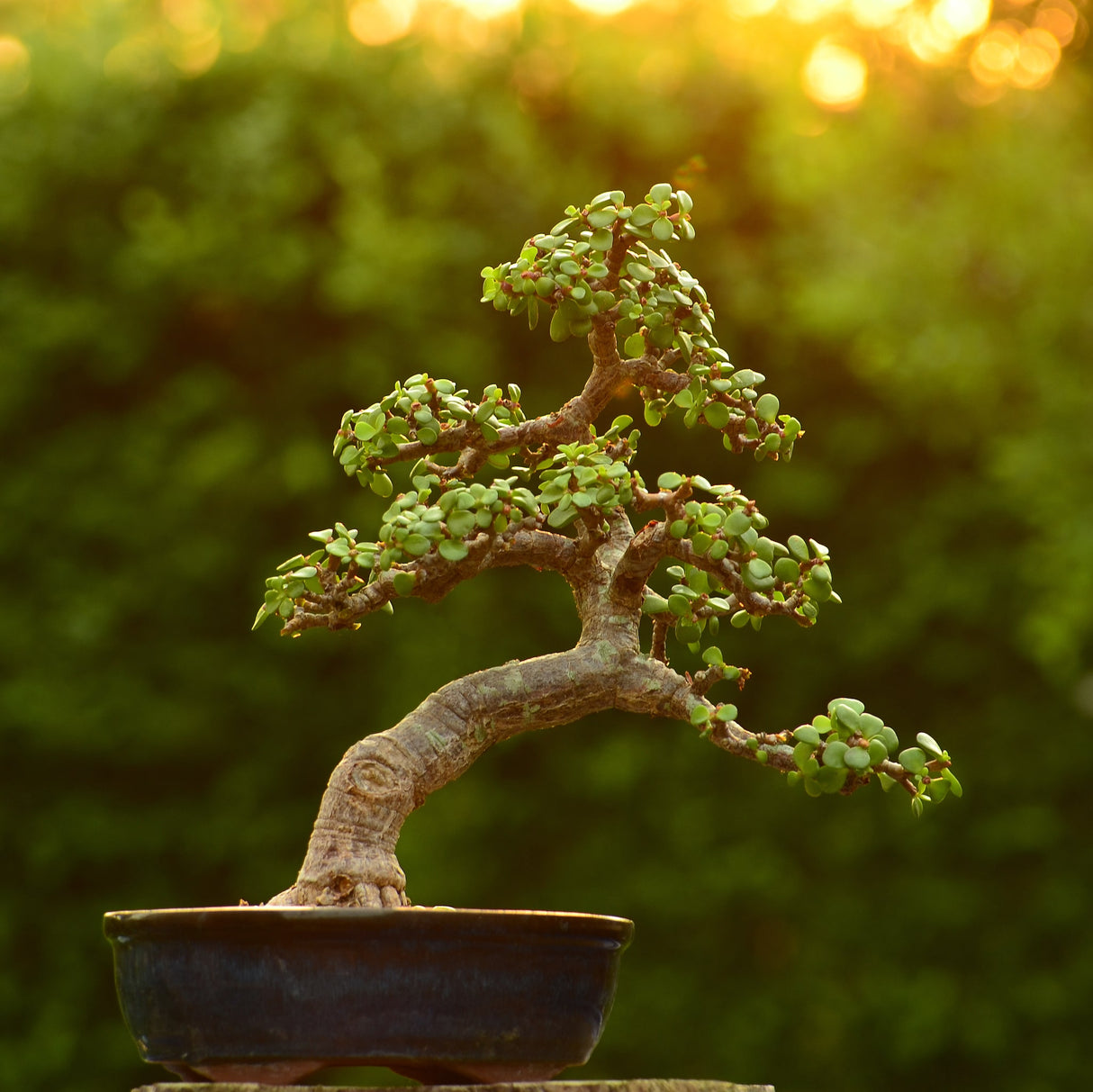 A Dwarf Jade Bonsai with a curved trunk in a dark pot, backlit by sunlight.