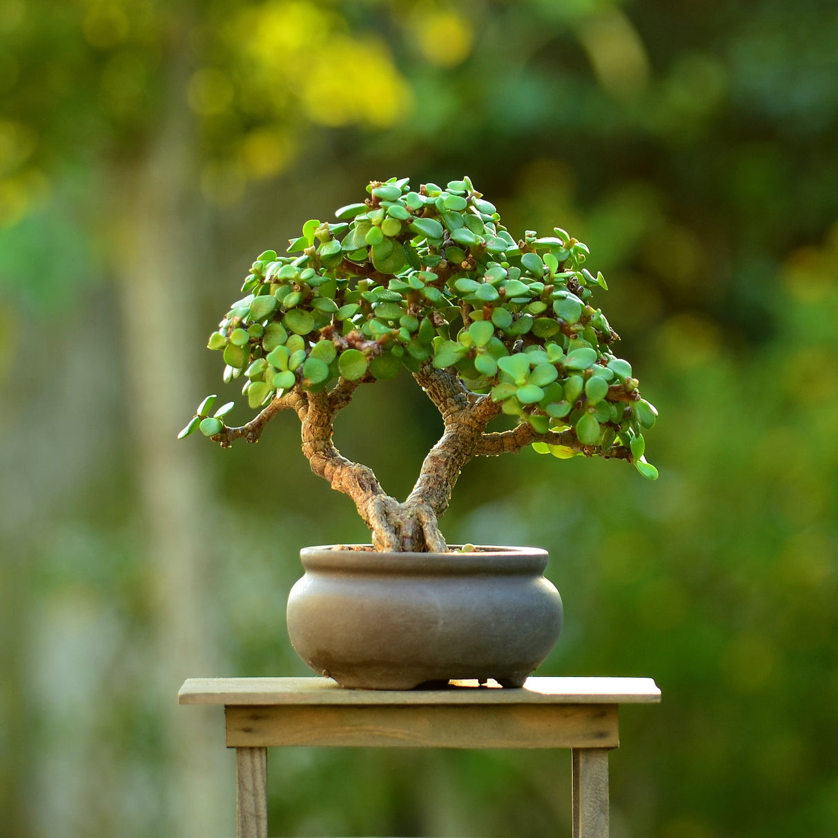 A compact Dwarf Jade Bonsai with dense foliage in a small round pot on a wooden surface.