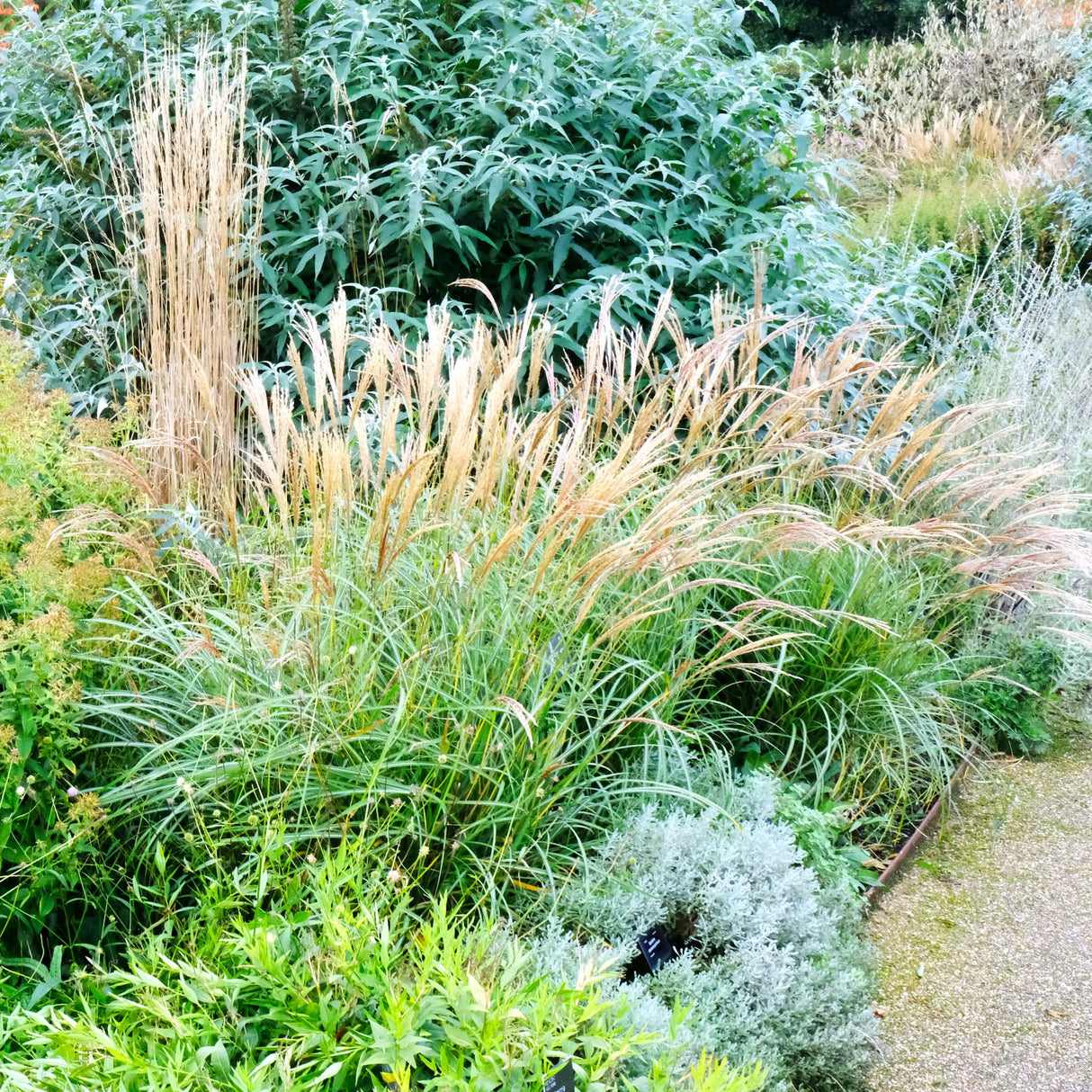 Dwarf Maiden Grass in a garden bed with silvery foliage and gravel path nearby.