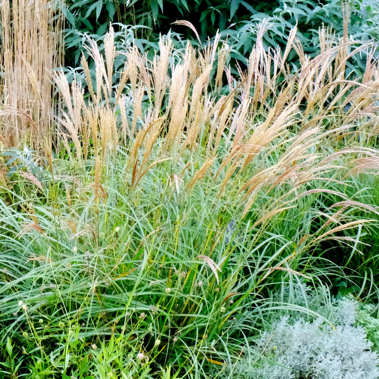 Clump of Dwarf Maiden Grass with arching green blades and feathery tan plumes.