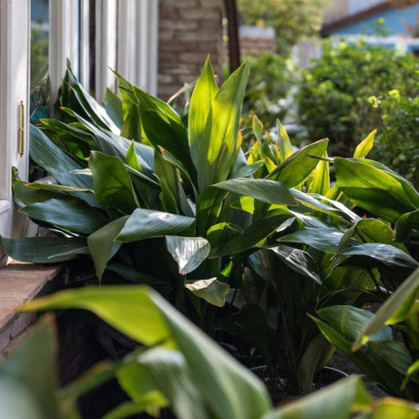 Dwarf Tiny Tank Cast Iron Plant - NationwidePlants.com