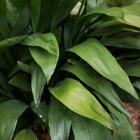 Dwarf Tiny Tank Cast Iron Plant - NationwidePlants.com