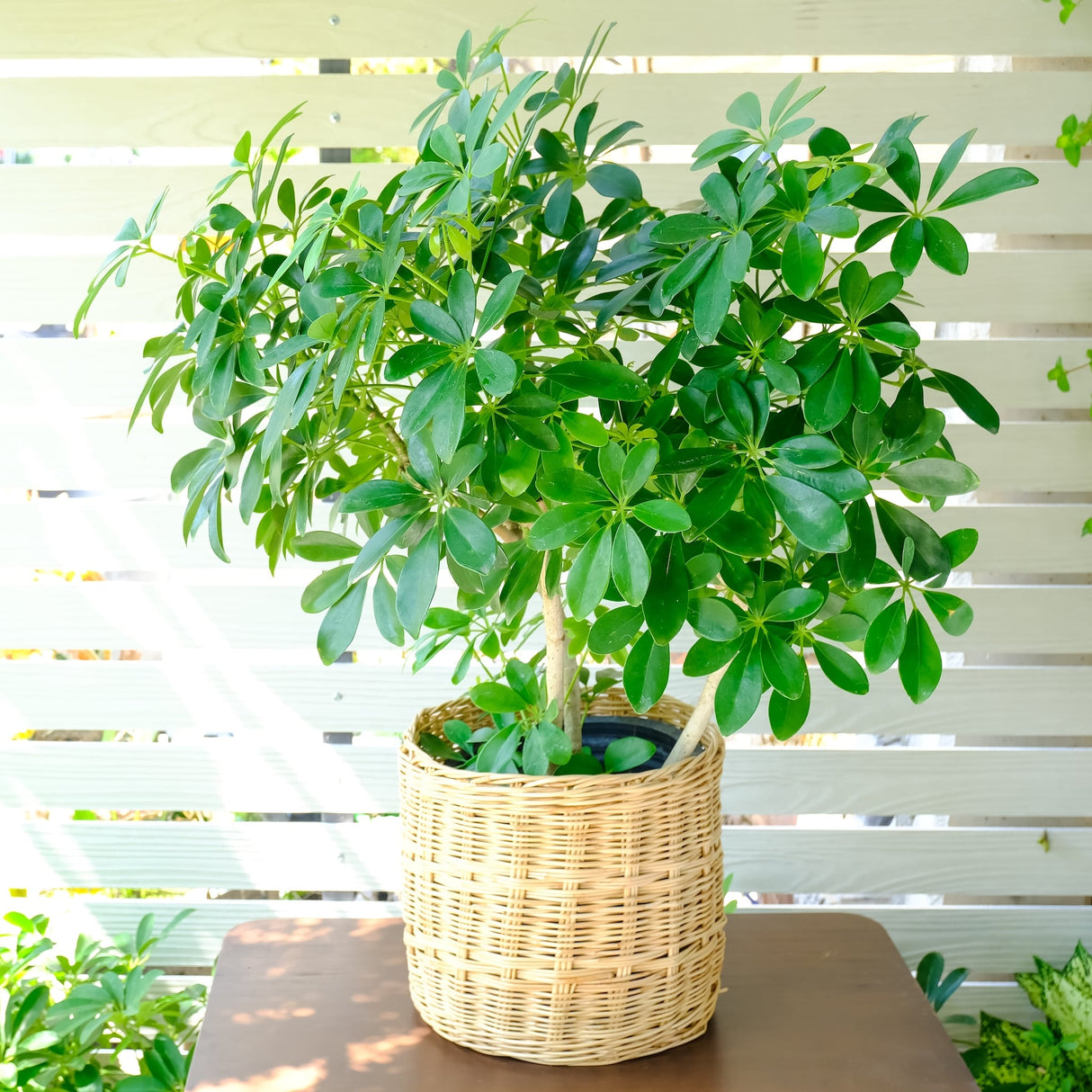 Schefflera Arboricola, dwarf umbrella tree, sitting on a table in a Ratan basket with a white wooden semi-privacy wall in the background