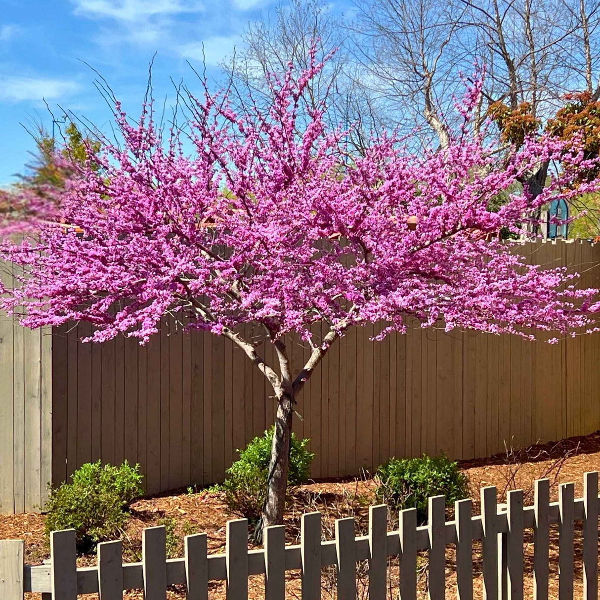 Eastern Redbud tree in a mulch bed near a brown wooden fence with a picket fence in the foreground.