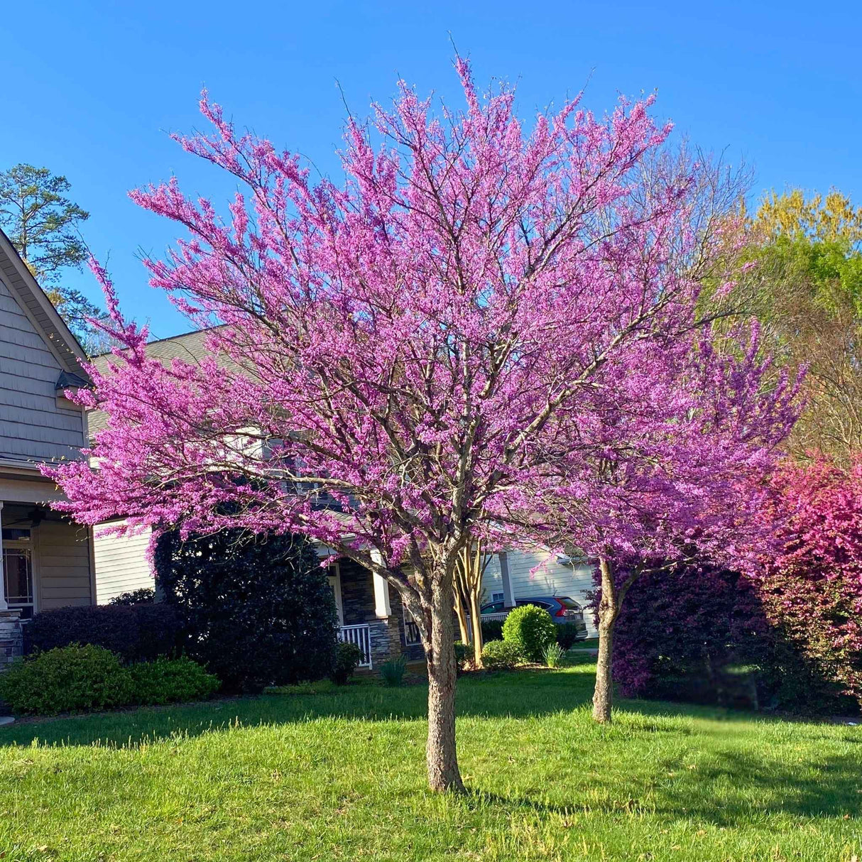 Eastern Redbud Tree in bloom with beautiful magenta blooms.
