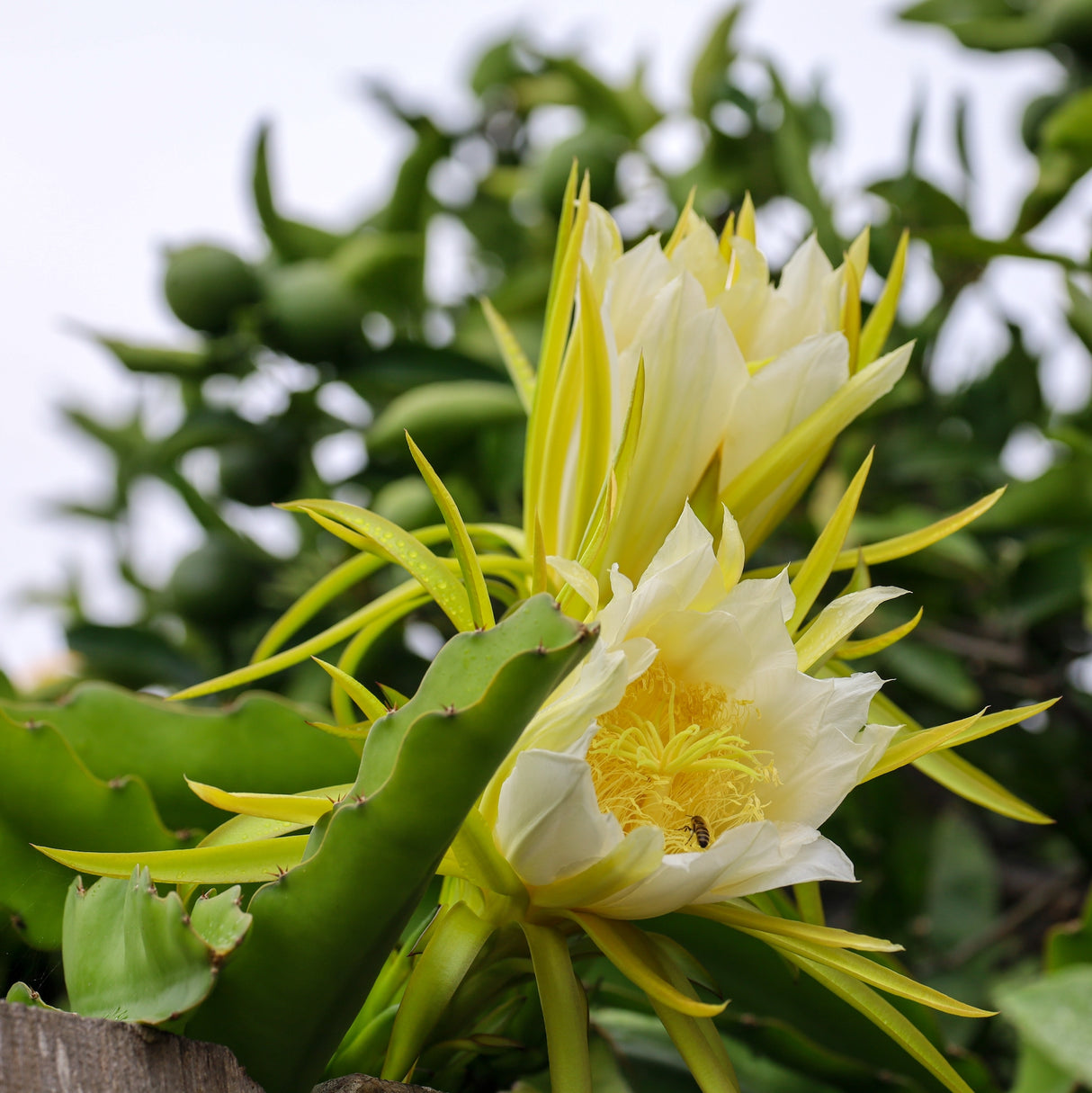 Yellow-white dragon fruit flower blooming among green cactus stems.