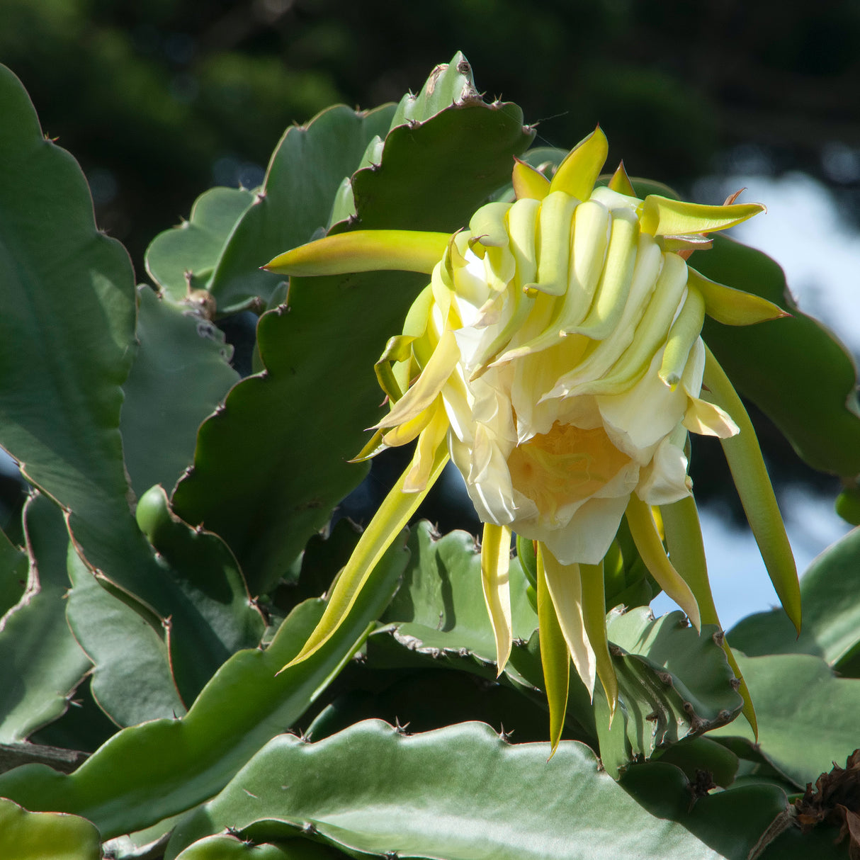 Pale yellow dragon fruit flower partially open on thick green cactus foliage.