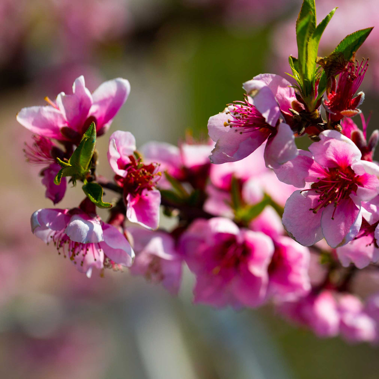 Close-up of vibrant pink Elberta peach blossoms in full bloom. The delicate flowers, with deep pink centers and soft pink petals, are clustered along a branch, showing intricate details of the stamens and green leaves. The background is softly blurred, highlighting the blossoms as the focal point, capturing the beauty of early spring and the promise of future fruit.