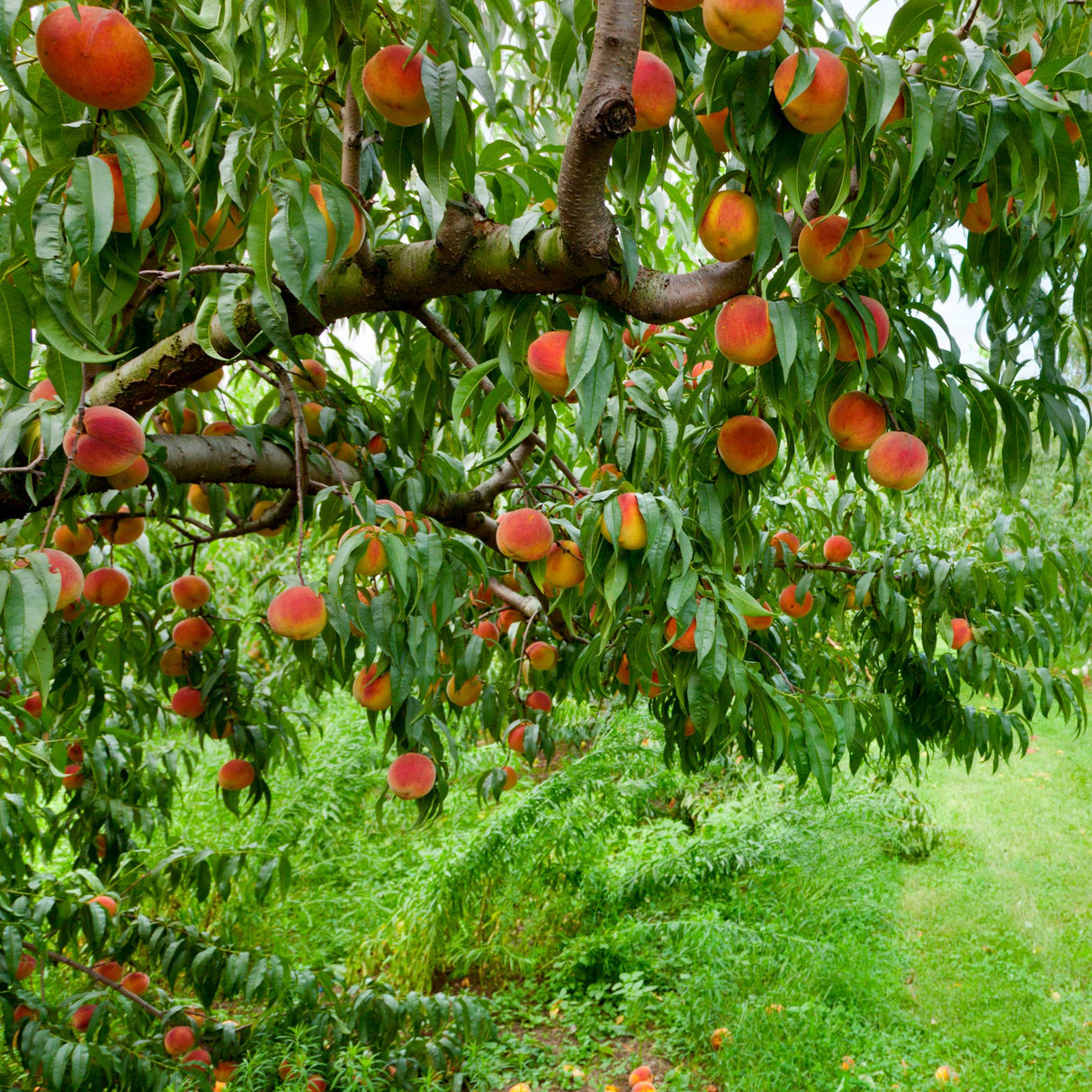 Elberta peach tree with branches laden with ripe, reddish-yellow peaches, surrounded by lush green leaves and a grassy landscape in the background.