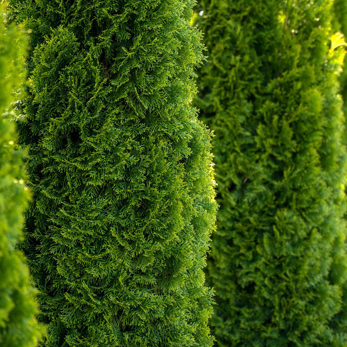 Lush green foliage of the emerald green arborvitae with sun shining from the right creating gorgeous contrasts between the light green new growth and the deeper green colors of the mature growth.