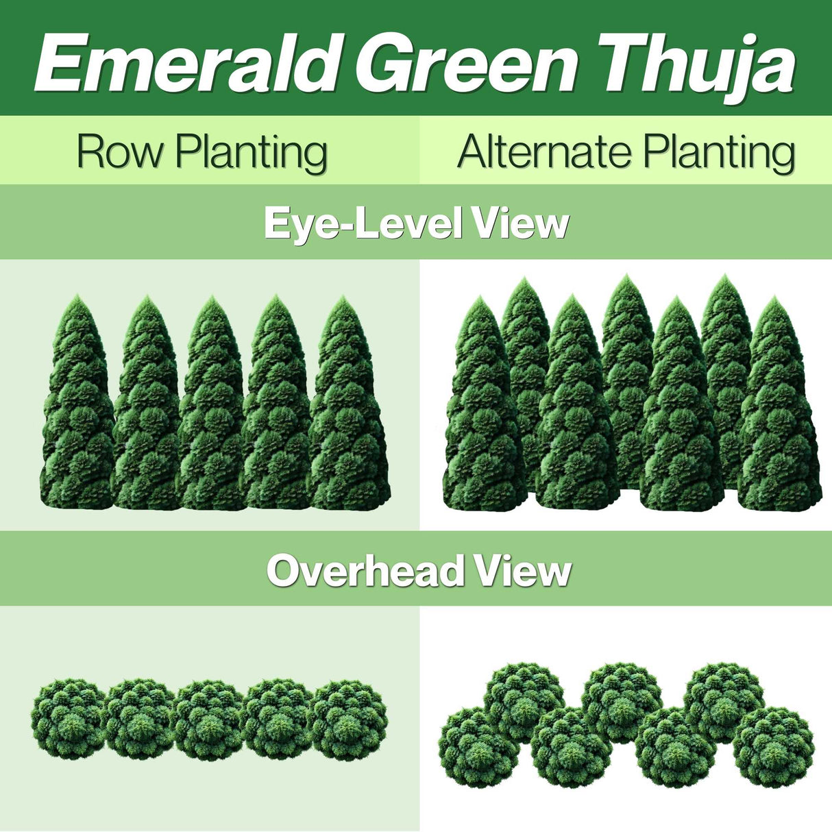Emerald Green Arborvitae Row and Alternate Planting Guide with views of the planting styles from eye level and overhead views.