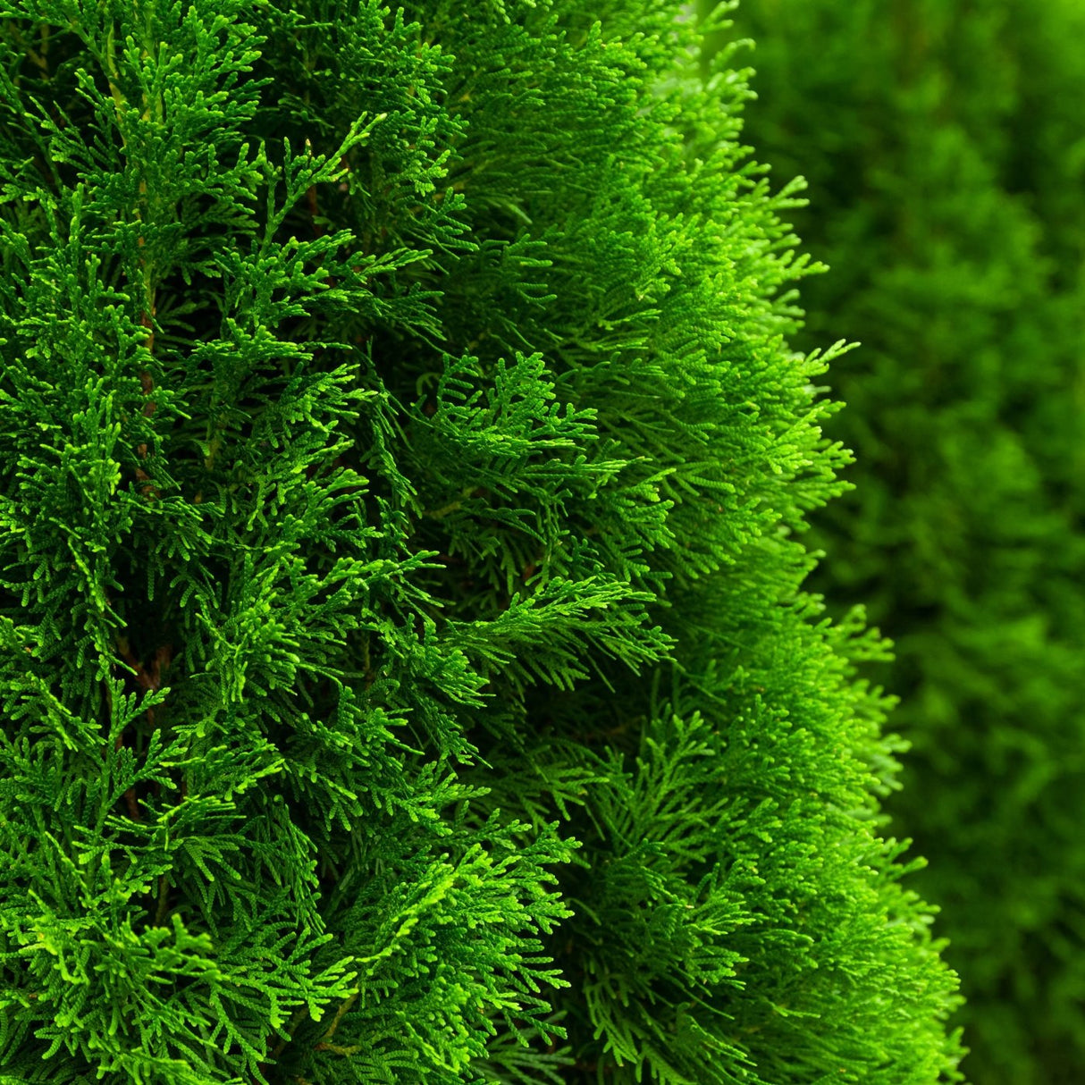 Extreme close-up of Emerald Green Arborvitae foliage, showing its fine texture.
