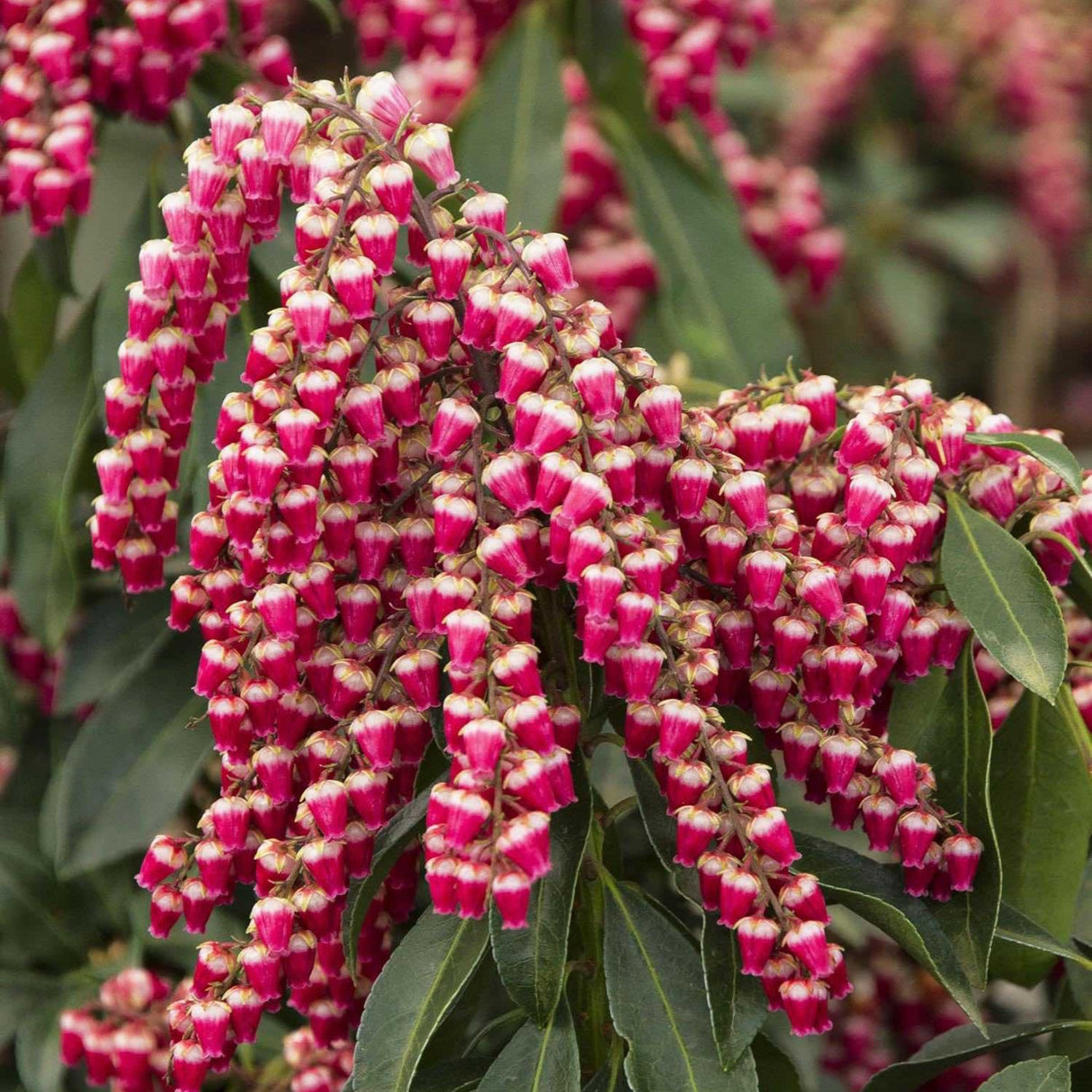 Blooms of the Enchanted Forest® Gay Goblin™ Pieris shrub.