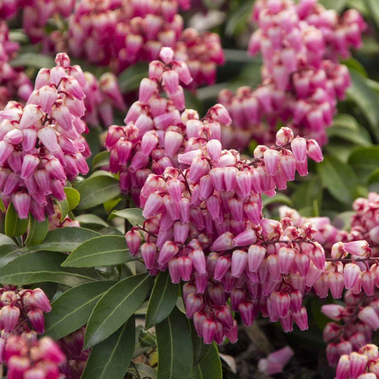 Close-up of Pieris flowers, showing clusters of small, pink, bell-shaped blooms.