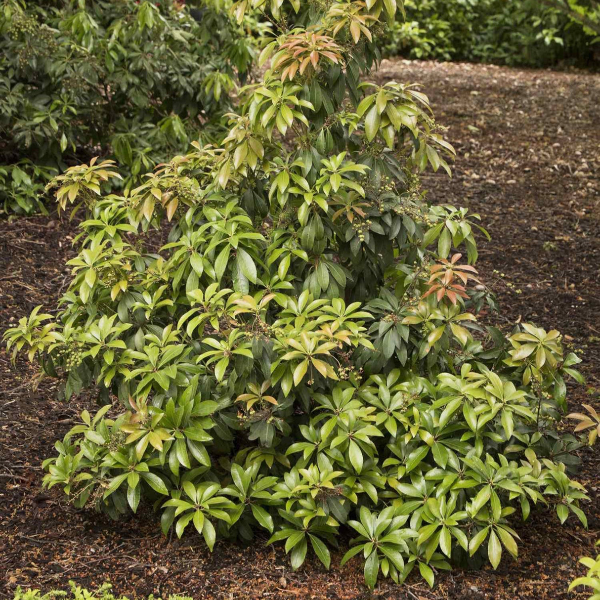 Compact Pieris shrub with yellow-green leaves planted in a mulched garden bed.