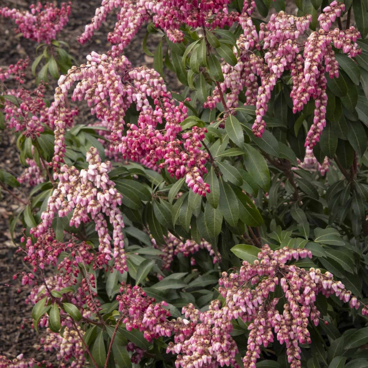 Pieris plant with cascading pink flower clusters against dark green foliage.