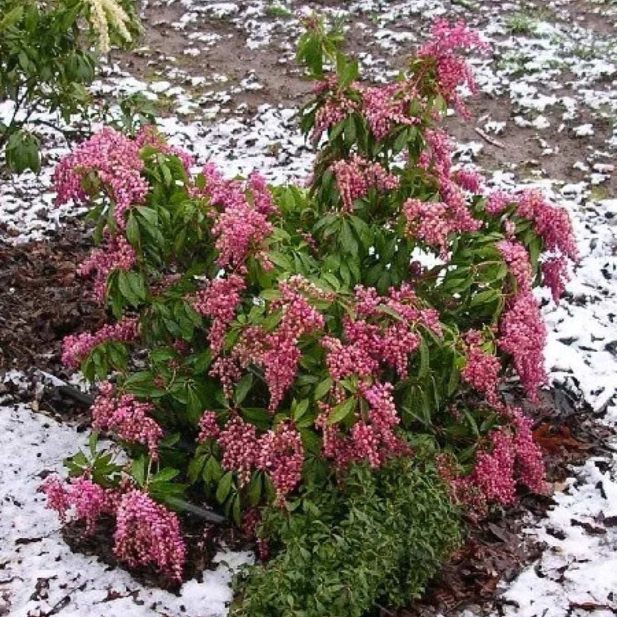 Pieris shrub with red and green foliage, partially covered in snow.
