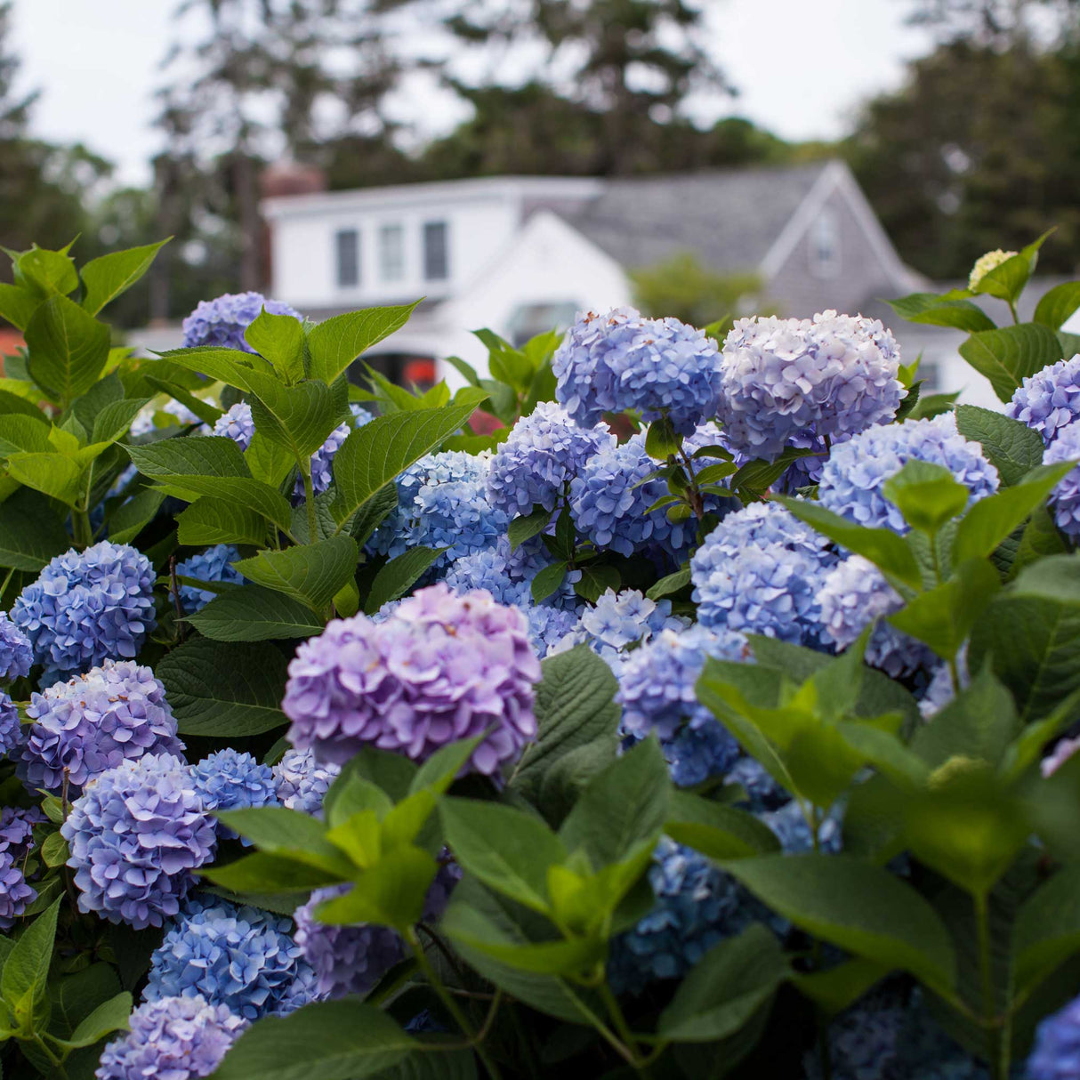Endless Summer® Hydrangea - NationwidePlants.com