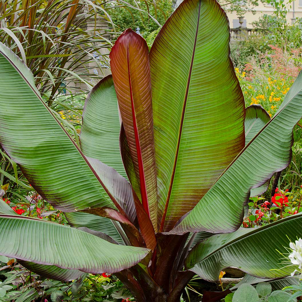 Ensete Banana - NationwidePlants.com