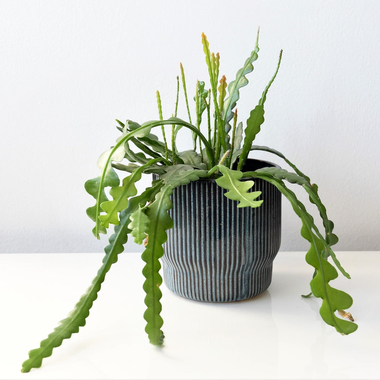 'Ric Rac' Fishbone Cactus