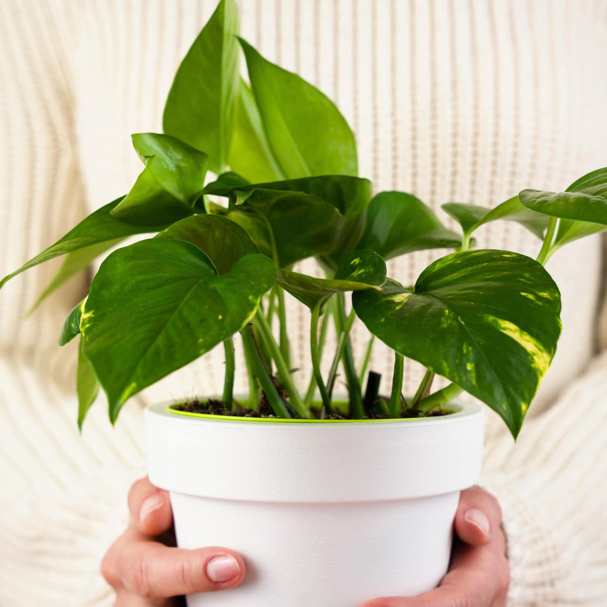 Epipremnum aureum golden pothos plant, showcasing its rich green heart shaped leaves with golden patches appearing boldly on the mature growth.