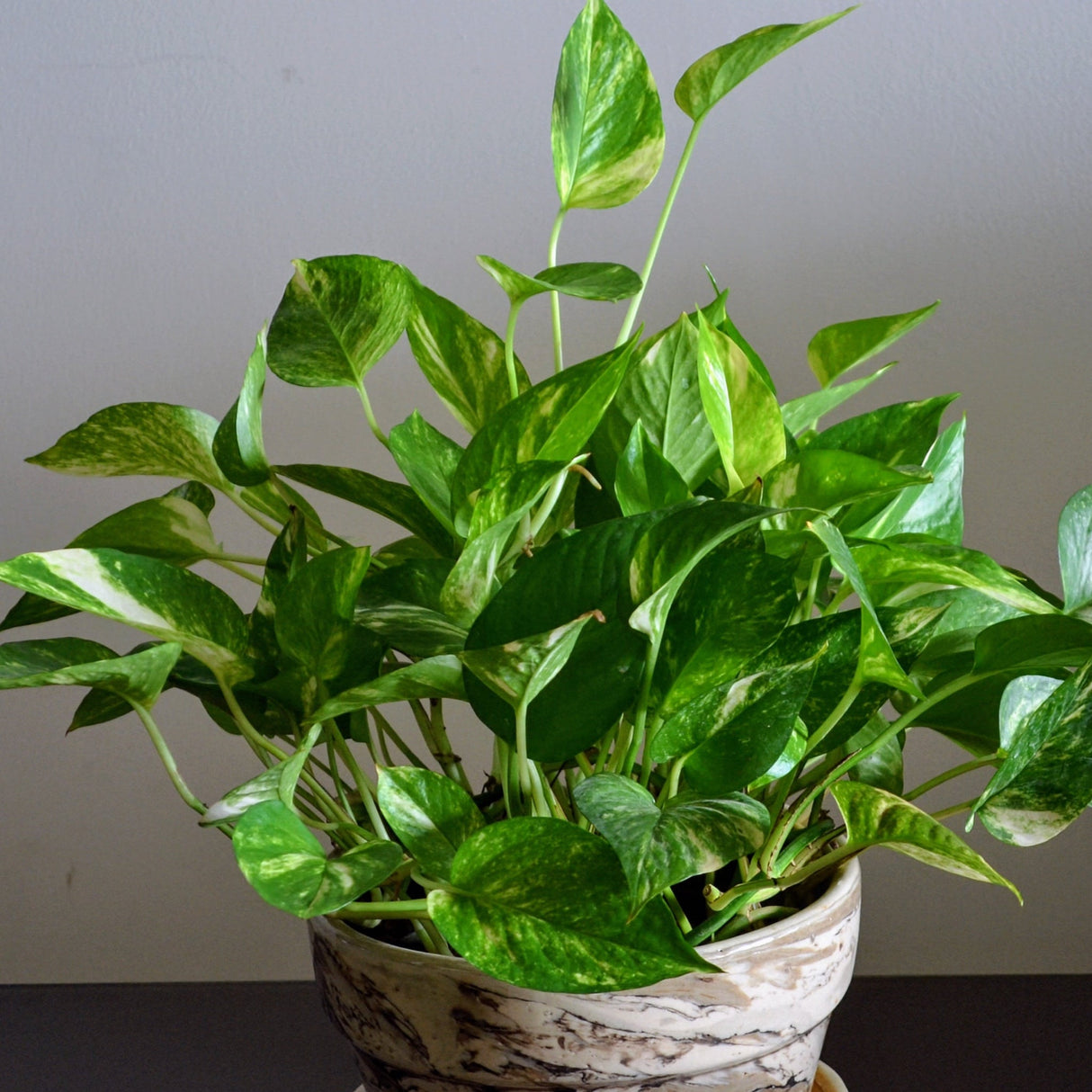 Epipremnum aureum golden pothos houseplant in marble planter on table with white wall background
