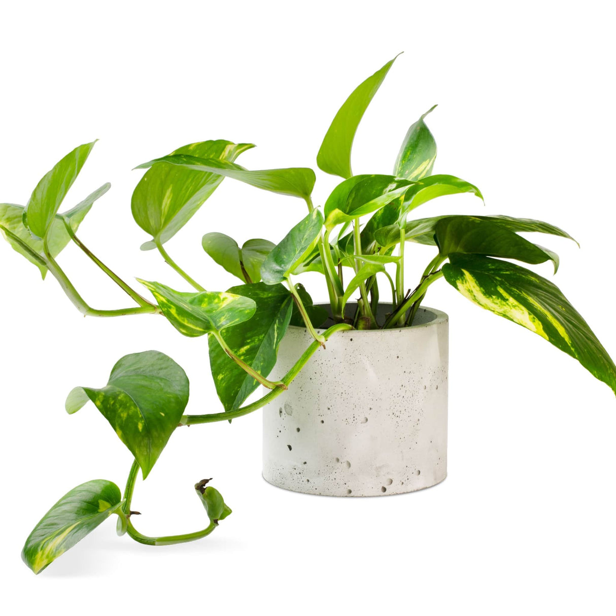 Epipremnum aureum "golden pothos" houseplant in glazed white planter on white background