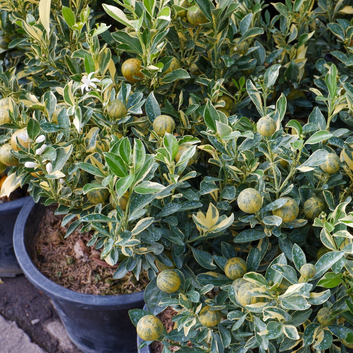 Pink Variegated Eureka Lemon Bush - NationwidePlants.com