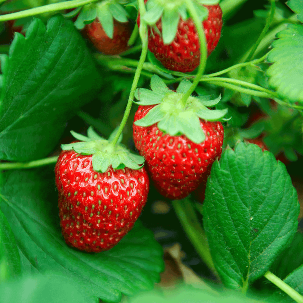 Everbearing Strawberry - NationwidePlants.com