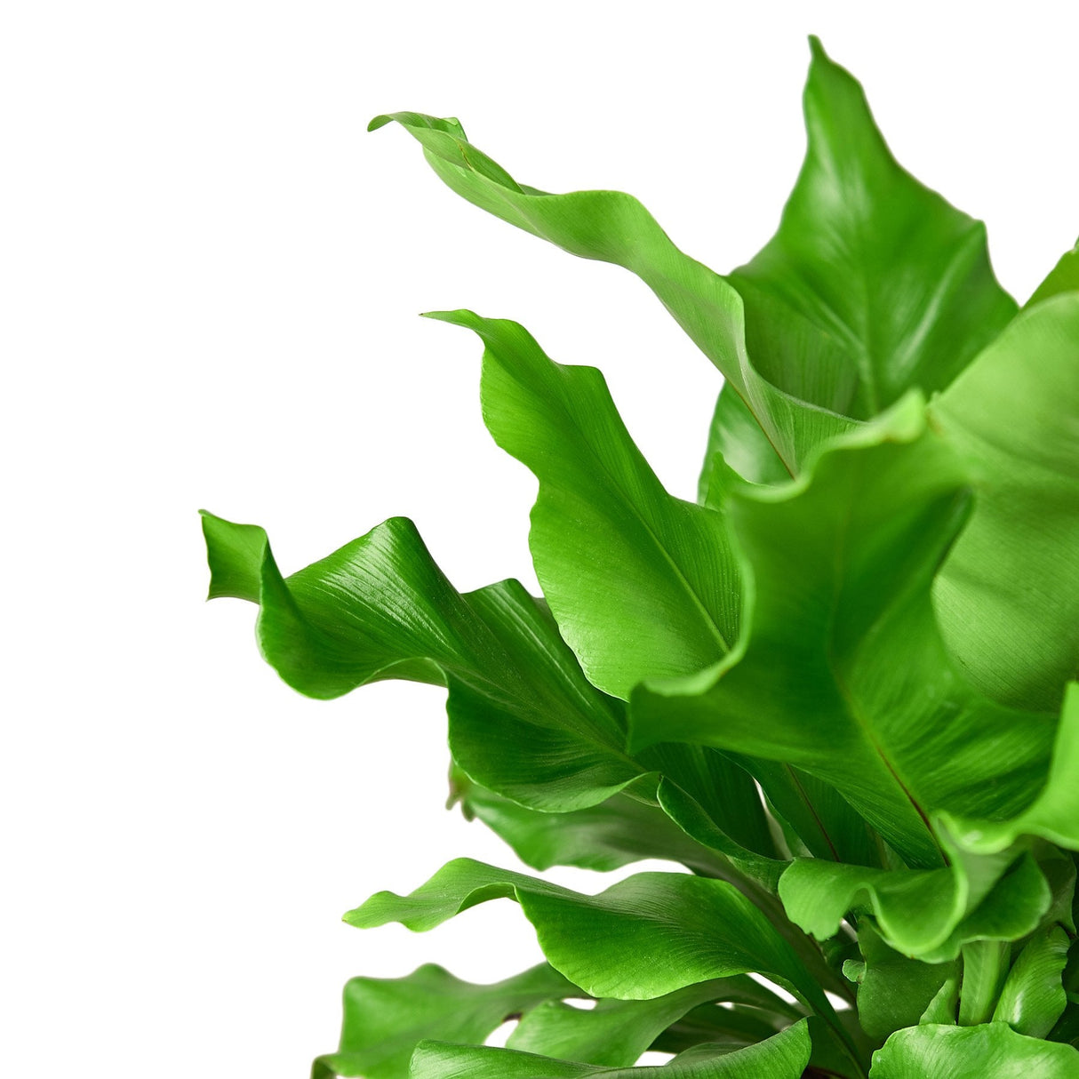 close up of the foliage of the nidus fern, also known as the birds nest fern, showcasing its wavy green leaves against a white background.