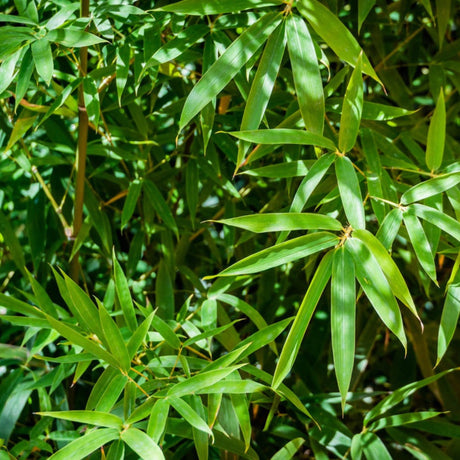 Close up of the foliage of a Fernleaf Multiplex Bamboo hedge.