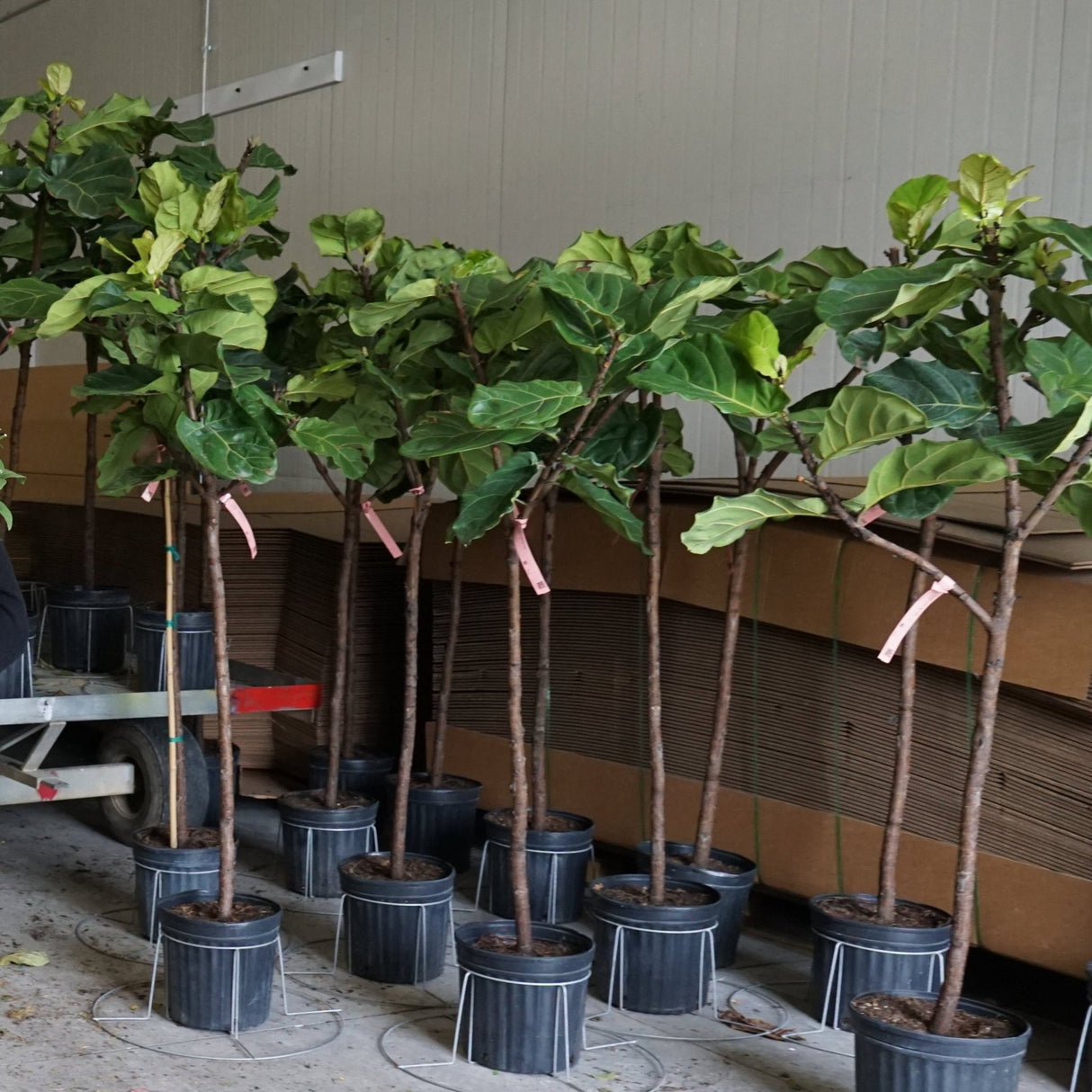 Large Fiddle leaf fig trees in nursery planters in shipping area