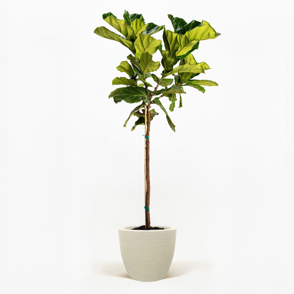 Fiddle Leaf Fig Tree in a pot hide